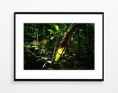 Photography Guyana Jungle Tropical Forest Amazon Poster Poster Wall Decoration