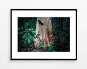 Painting Guyana Jungle tropical forest amazonia Poster Poster Wall decoration