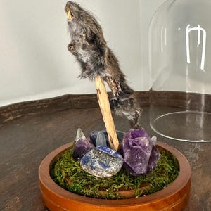 Small Rodent With Various Stones and Gems