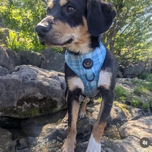 Hundegeschirr verstellbar, türkis blau, Tartan, bequem und sicher
