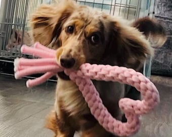 May include: A brown and white dachshund puppy playing with a pink heart-shaped rope toy.