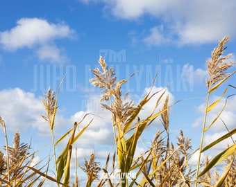 Op de afbeelding: Hoge, goudbruine rietstengels wiegen zachtjes in de wind tegen een helderblauwe lucht met pluizige witte wolken. De rietstengels zijn hoog en slank, met gevederde toppen.