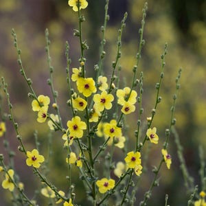 Verbascum blattaria “Moth Mullein” Flower Seeds | White and Yellow Wildflower Herb