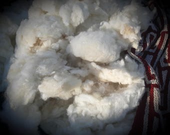 Judah 2024-- Hand-washed, Hand-picked Heritage Tunis Wool (Charity)