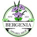 Bergenia