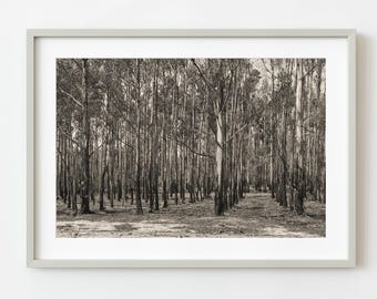Bosque australiano desnudo en primavera / Edición limitada de 10