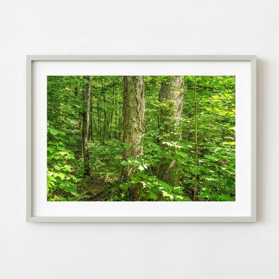 Mizzy Lake Trail Algonquin Forest Trees Wall Art Australia