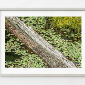 Lily pads and log cover water in a Ontario pond | Wall Art