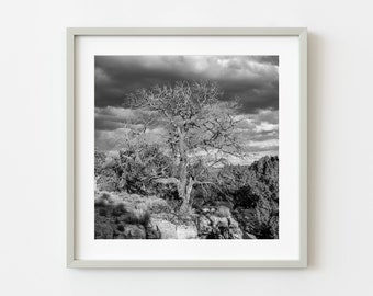 Bare tree in Monument Valley | Photo Art Print