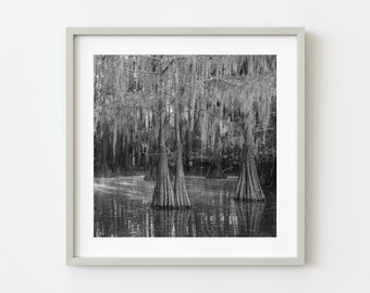 Sunrays through the mist Louisiana Swamps | Photo Art Print