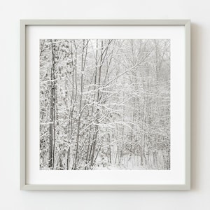 Birch trees covered in snow in the forest | Wall Art