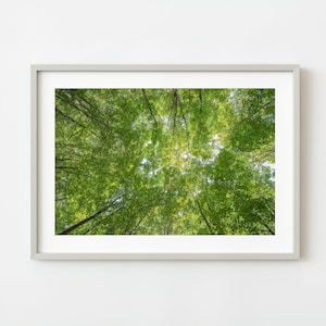 Haliburton Forest Ceiling of Green | Limited Edition of 10
