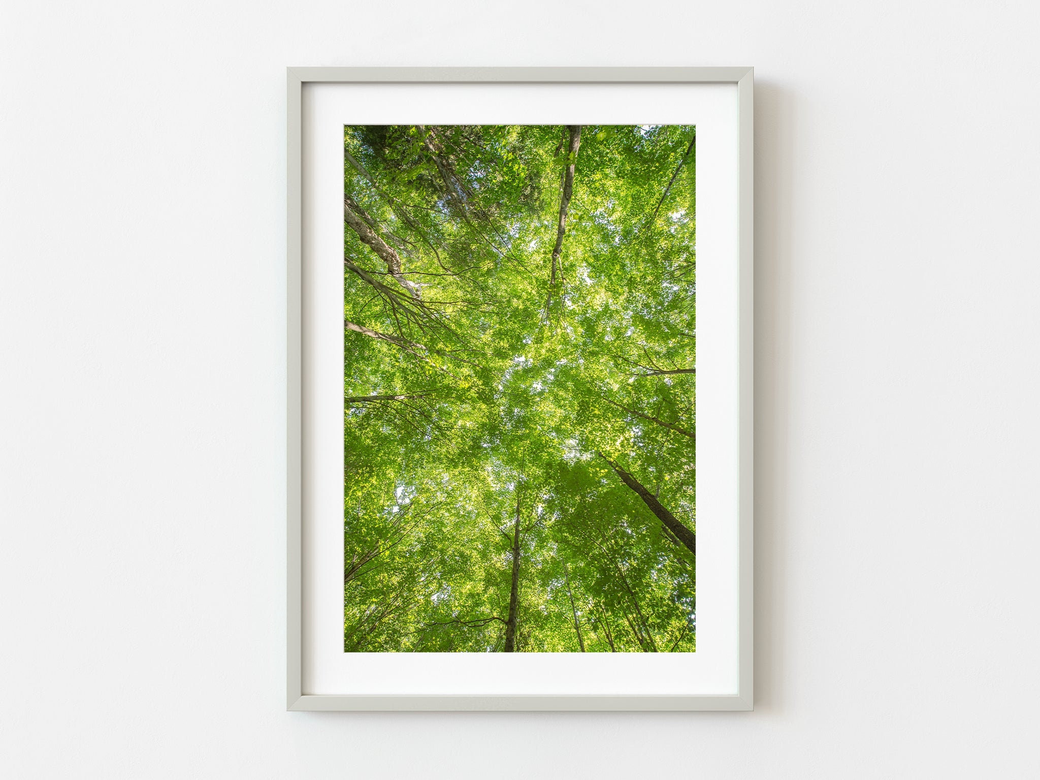 Looking Straight up Into the Green Tree Canopy Photo Art Print - Etsy