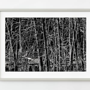 Bare dead trees detail in a swamp in Haliburton | Wall Art