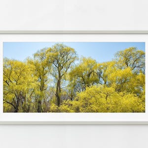 Large jungle-like grouping of willow trees | Wall Art