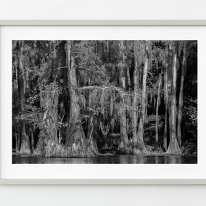 Cypress Trees with Spanish Moss in the swamp | Wall Art