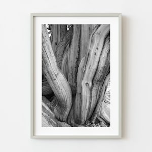 Gedraaide borstelkegel den Oude boom | Muurkunst
