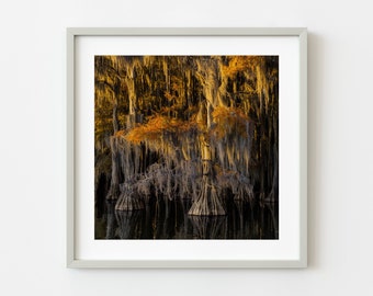 Golden light on Cypress Trees | Photo Art Print