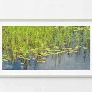 Swamp water lilies and tall grass in Ontario | Wall Art