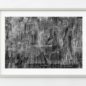 Dense Cypress Tree grove in the Louisiana Swamps | Wall Art