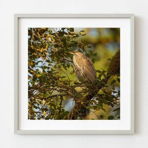 Perched Heron bird enjoying the sunset in British Columbia | Wall Art