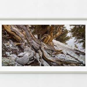 Tijdloze schoonheid van oude dennenboomstam | Muurkunst