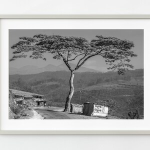Large Tree by Mountain Road | Wall Art
