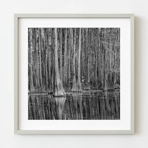 Cypress Tree Forest | Wall Art