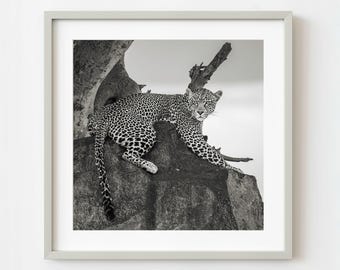 Tanzania Serengeti Leopard On Rock Black And White Wildlife Portrait Calm Natural Light | Limited Edition of 10
