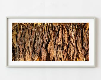 Tobacco leaves drying panorama | Wall Art