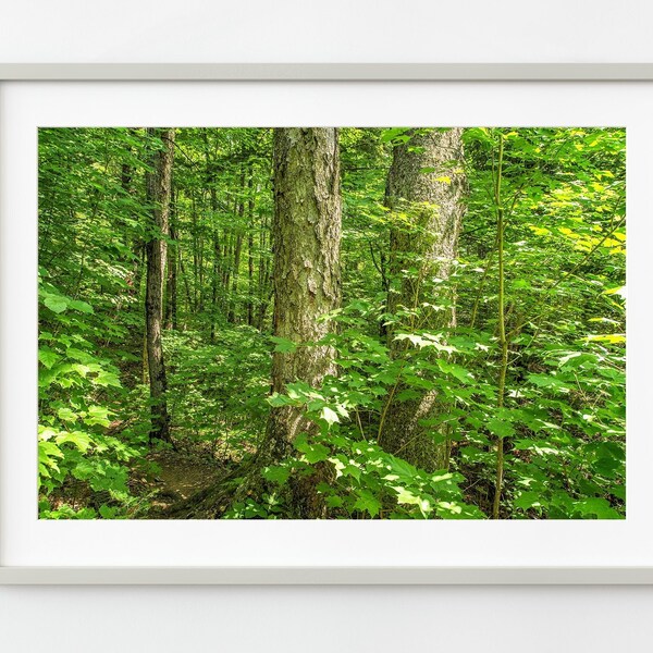 Mizzy Lake Trail Algonquin forest trees | Photo Art Print