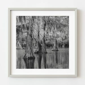 Cypress Trees in the Texas Swamp | Wall Art