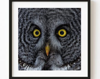 Owl With Golden Eyes Closeup Colour Wildlife Photography