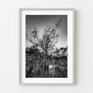 Looking up moody Cypress Tree | Wall Art