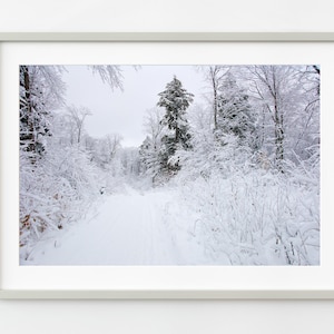Beautiful snow covered forest and snowmobile trail | Wall Art