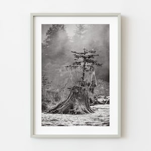 Old Tree Stump in BC Wilderness | Wall Art