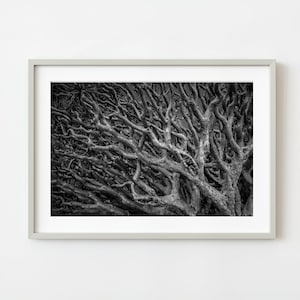 Chaos in nature represented by tangle of branches | Wall Art