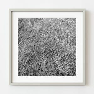 Straw grass laying down | Wall Art