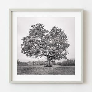 Prächtiger Ahornbaum mit Baumhaus Haliburton County | Limitierte Auflage von 10 Stück