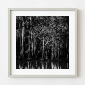 Cypress Tree Dense Forest | Wall Art