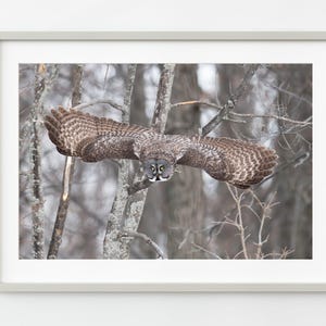 Great Gray Owl in Flight | Wall Art