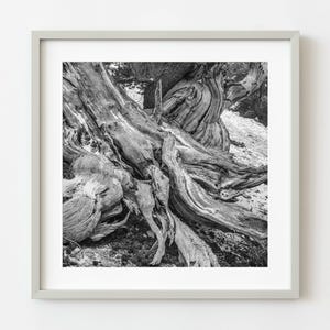 Tijdloze schoonheid van oude dennenboomstronk | Muurkunst
