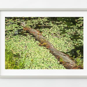 Lily pads and log cover water in a pond | Wall Art