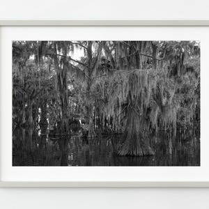 Cypress Trees and Spanish Moss Swamp | Wall Art
