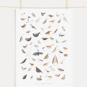 British Marsh Birds Art Print - Illustrated birds wall art - British bird print - UK birdwatching art print - Children&#39;s animal art prints