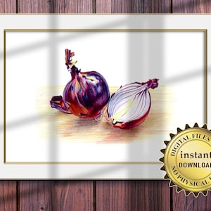 Red onion drawing. Printable kitchen wall art. Purple decor. Downloadable print. Freehand colour pencil food illustration, drawn from life.