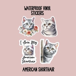 American Shorthair Cat, Cat Stickers, Cat Gifts, Pet Gifts, Waterproof Stickers, Water Bottle Stickers, Computer Stickers, S74