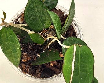 Hoya parasitica black margin