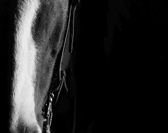 DARK HORSE