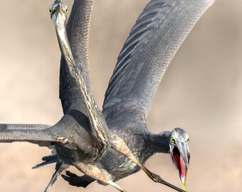 Blauwe reiger tijdens de vlucht, print van natuurfotografie, print vogelfotografie, Wings Of Fury